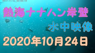 熱海ナナハン岸壁　水中映像　2020年10月24日