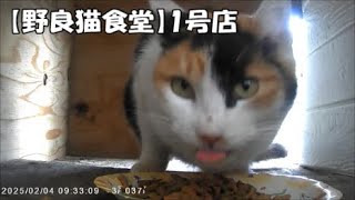 【野良猫食堂】1号店にカメラを設置してみたら、いろんな野良猫ちゃんが来てました