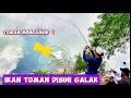 MANCING TOMAN‼️ DISINI IKANNYA GALAK #IKANTOMAN #strike #fishing