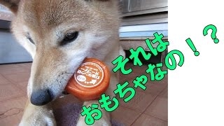 柴犬さくらの動画 『面構えが凄いおもちゃｗ』