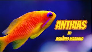 A beleza das Anthias, saiba tudo sobre esse peixe incrível em Aquários de Água Salgada.