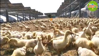 🦢AMAZING LARGE SCALE GOOSE FARMING IN CHINA, MODERN HIGH-TECH POULTRY, LIVESTOCK AND AGRICULTURE