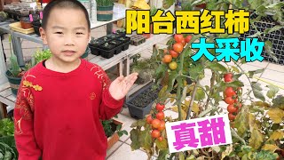 阳台种西红柿，纯天然有机，收获比地上种的还多|Tomato harvest|一个比一个甜，边采边吃，太幸福了