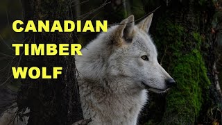 Howl of Understanding: Getting to know the Timber Wolf