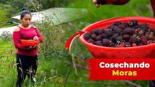 Cosechando unas ricas moras