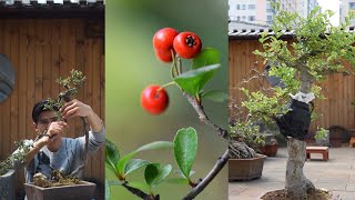 Pyracantha bonsai design! The flowers and fruits are very beautiful!