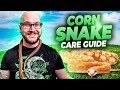 Complete Corn Snake Care Guide 2022