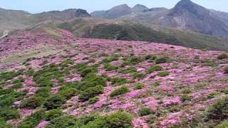 九重山　扇ヶ鼻のミヤマキリシマ２