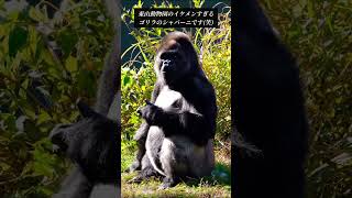 イケメンすぎるゴリラのシャバーニ🦍🦧 #gorilla  #shabani  #東山動物園  #Japanese_zoo