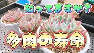 【多肉植物】多肉の寿命って知ってますか？【多肉育て方】