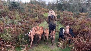 FIRST SHOOT DAY VLOG OF THE SEASON 💥 #countryside #fieldsports #gundogs