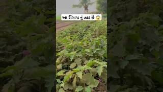 આ રીંગળા નું ઝાડ છે 😱#farmer #farming #khedut #ytshorts #khetarnujivan