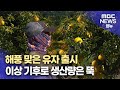 거제 유자 수확 시작...생산량 감소 (2024.11.11/뉴스데스크/MBC경남)