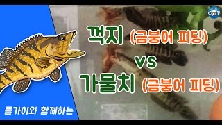 snake head hunt | Coreoperca herzi  hunt | 가물치 금붕어 피딩 | 꺽지 금붕어 피딩