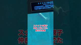 スナメリの親子仲良く泳いでた鳥羽水族館#shorts