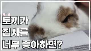 토끼가 집사를 너무 좋아할 때 하는 행동