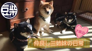 【豆柴】大阪店「仲良し三姉妹の日常♡」