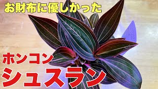 ジュエルオーキッド/ホンコンシュスラン/水苔の板付けで壁掛けでジャングルの仲間入り