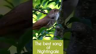 Best bird song / by nightingale @trailerofnature