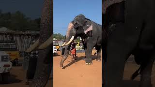 vrichika chirappu maholsavam 2024- Nooranad Padanilam Parabrahma Temple - Naduvilemuri Kara 26/12/24