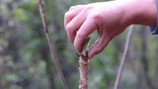 爸爸做完道士回来，冬宝去摘一篮子刺芽，和腊猪尾巴炖，太好吃了