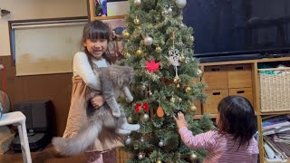 クリスマスツリーの飾りを外す猫　サイベリアン