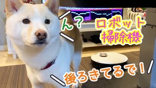 Shiba Inu vs Cleaning Robot! The reaction when I saw it was too cute!