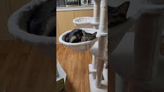 【保護猫】ハンモックで寝ている兄猫の顔が潰れました #cat #保護猫 #兄妹猫#catvideos  #catlovers #猫のいる生活 #猫 #catshorts #猫のハンモック