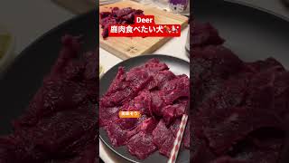 ジェシーの大好物の鹿肉 #ゴールデンレトリバー #大型犬 #greatpyrenees #多頭飼い