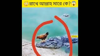 😱মুরগি কুমিরকে কিভাবে বোকা বানালো দেখুন😂! #shorts #animal #বিস্ময়কর