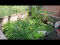 creating green beds for quails 2 minute video