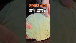 양배추 세척 진실, 농약범벅??