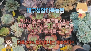 대구성암다육농원  직원이 추천하는 1동 사무실동  -  예쁜 다육이들~~