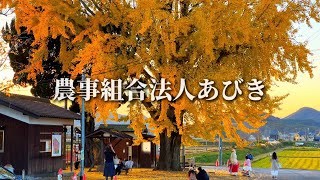 令和7年産、小麦ふくほのかの播種作業の様子と北条鉄道網引駅前の大イチョウをご覧ください。