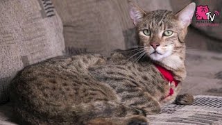 What are the world's Top 5 Most Expensive Cats?