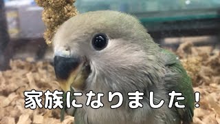 コザクラインコの雛が家族になりました A baby lovebird  became our family