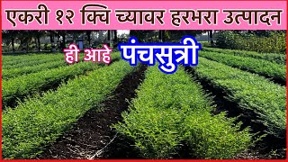 हरभरा उत्पादन वाढीसाठी पंचसुत्री।Gram production Technology