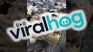 Strange Stone Believed to Have Fallen from Sky || ViralHog