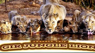 Junagadh jungle safari park. picnic pravas. જૂનાગઢ જંગલ સફારી પાર્ક.#agricluture #farmer #animals