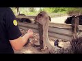 visited the desaru ostrich farm cuticutimalaysia latevlog