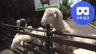 [VR180 5.7k] Feeding Sheeps & Lambs Close Up without smell | Vuze XR 3D 180