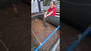 Harvest ng order na Hito #viral #trending #shortvideo #backyardfarming #hito #catfish