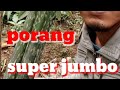 DARI UMBI PORANG 6 KG JADINYA SUPER JUMBO#shorts