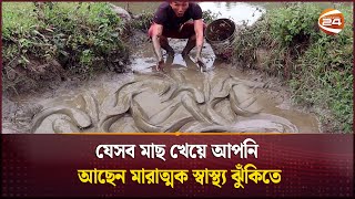 যেসব মাছ খেয়ে আপনি আছেন মারাত্মক স্বাস্থ্য ঝুঁকিতে | Healthy Lifestyle | Channel 24