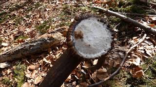 Zhody - Zážitok 2018 , Zrzuty  2018 , shed hunting 2018