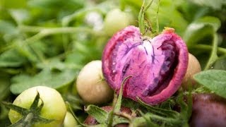 Bumper harvest for GM purple tomatoes