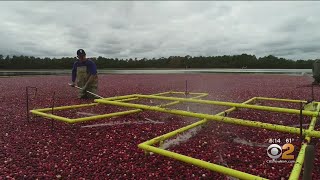 Your Thanksgiving Cranberries Could Be From New Jersey