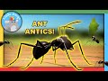 Minuscule | Best of the Ants! 🐜 | Compilation | Little Amigo