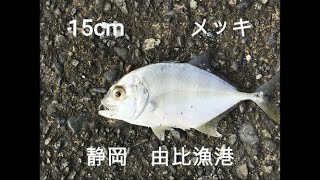 【海釣り】　静岡　由比漁港　桜エビで有名な！！