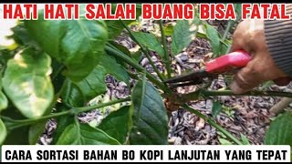 Cara sortasi bahan lanjutan bo kopi yang tepat supaya berbuah lebat